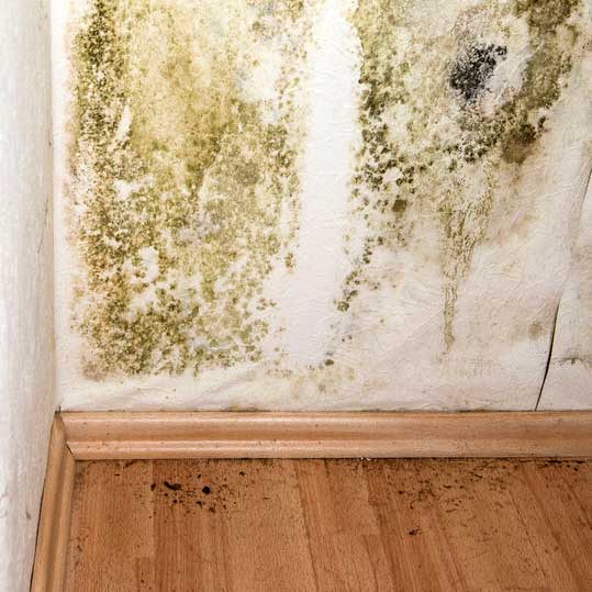 MDS-bautenschutz-bausanierung-berlin-schimmel Schimmelbefall an einer Innenwand über der Fußleiste – feuchtebedingter Schaden durch mangelhafte Belüftung oder undichte Außenwand.